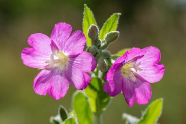 Çiçekler açan büyük willowhere (epilobium hirsutum) çiçeklerini kapat
