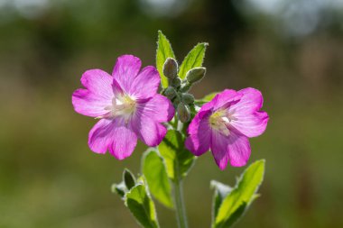 Çiçekler açan büyük willowhere (epilobium hirsutum) çiçeklerini kapat
