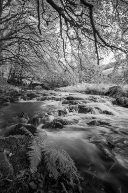 Exmoor Ulusal Parkı 'ndaki Soyguncular Köprüsü' nün altından akan Weir Nehri.