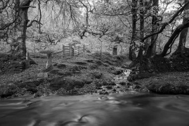 Exmoor Ulusal Parkı 'ndaki Soyguncular Köprüsü' nün akıntısından akan Weir Nehri 'ne uzun süre maruz kalmış.