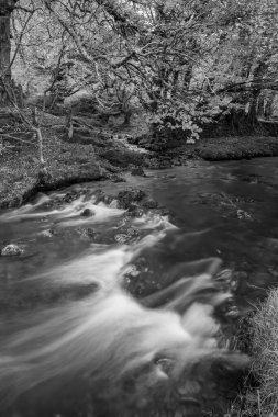 Exmoor Ulusal Parkı 'ndaki Soyguncular Köprüsü' nün akıntısından akan Weir Nehri 'ne uzun süre maruz kalmış.
