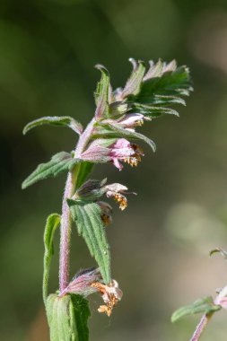 Kırmızı bir bartsia (odonites vernus) bitkisinin makro çekimi çiçek açtı