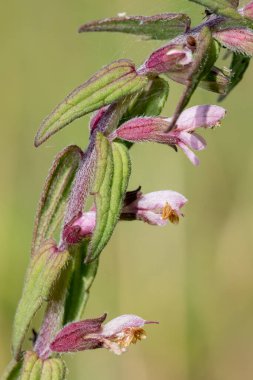 Kırmızı bir bartsia (odonites vernus) bitkisinin makro çekimi çiçek açtı