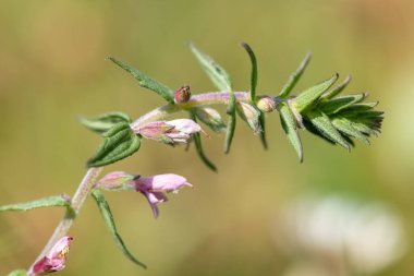 Kırmızı bir bartsia (odonites vernus) bitkisinin makro çekimi çiçek açtı