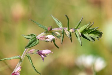 Kırmızı bir bartsia (odonites vernus) bitkisinin makro çekimi çiçek açtı