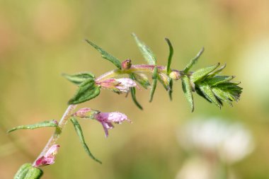 Kırmızı bir bartsia (odonites vernus) bitkisinin çiy damlacıklarıyla kaplı makro çekimi