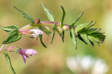 Kırmızı bir bartsia (odonites vernus) bitkisinin çiy damlacıklarıyla kaplı makro çekimi