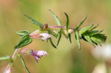 Kırmızı bir bartsia (odonites vernus) bitkisinin çiy damlacıklarıyla kaplı makro çekimi