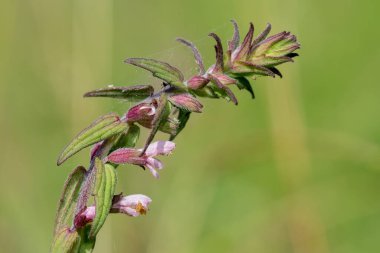 Kırmızı bir bartsia (odonites vernus) bitkisinin makro çekimi çiçek açtı