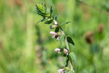 Kırmızı bir bartsia (odonites vernus) bitkisinin makro çekimi çiçek açtı