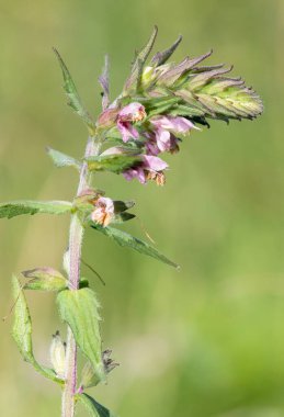 Kırmızı bir bartsia (odonites vernus) bitkisinin makro çekimi çiçek açtı
