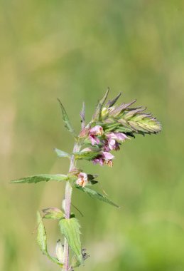 Kırmızı bir bartsia (odonites vernus) bitkisinin makro çekimi çiçek açtı