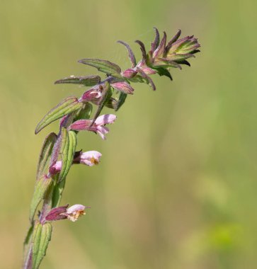 Kırmızı bir bartsia (odonites vernus) bitkisinin makro çekimi çiçek açtı