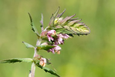 Kırmızı bir bartsia (odonites vernus) bitkisinin makro çekimi çiçek açtı