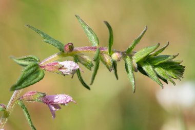 Kırmızı bir bartsia (odonites vernus) bitkisinin çiy damlacıklarıyla kaplı makro çekimi