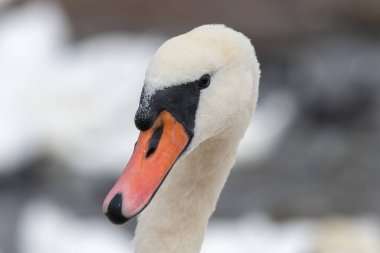 Head shot of a mute swan (cygnus olor)