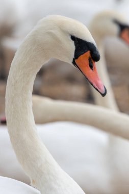 Head shot of a mute swan (cygnus olor)