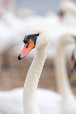Head shot of a mute swan (cygnus olor)