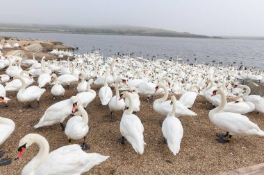 Büyük bir grup dilsiz kuğu (cygnus olor) bir kuğunun su kenarında
