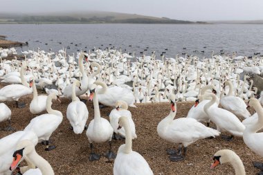 Büyük bir grup dilsiz kuğu (cygnus olor) bir kuğunun su kenarında