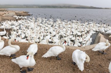 Büyük bir grup dilsiz kuğu (cygnus olor) bir kuğunun su kenarında