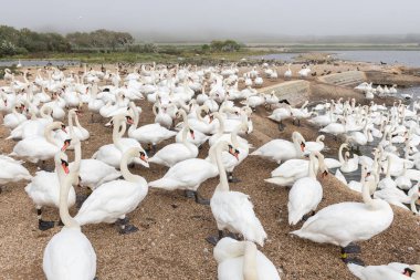 Büyük bir grup dilsiz kuğu (cygnus olor) bir kuğunun su kenarında