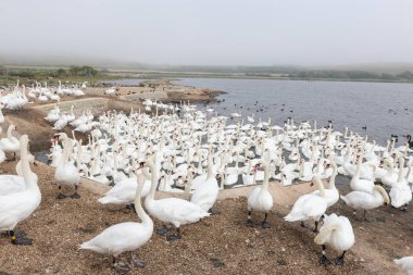 Büyük bir grup dilsiz kuğu (cygnus olor) bir kuğunun su kenarında