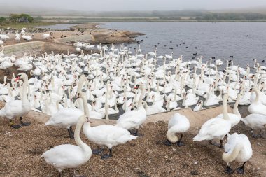 Büyük bir grup dilsiz kuğu (cygnus olor) bir kuğunun su kenarında
