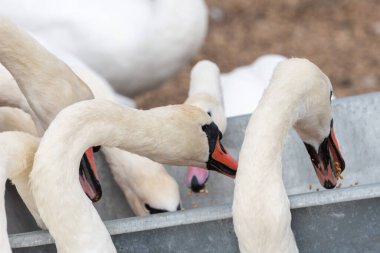 Bir grup yetişkin dilsiz kuğu (cygnus olor) bir kuğunun beslenme saatinde tekerlek arabasından buğday yiyorlar.