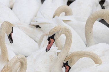 Suda birlikte dilsiz kuğuların (cygnus olor) kafasından vuruşu
