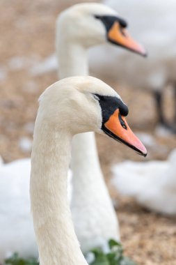 Head shot of a mute swan (cygnus olor)