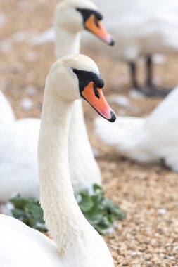 Head shot of a mute swan (cygnus olor)