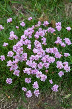 Çiçeklerin çiçek açması (armeria maritima) yakın çekim