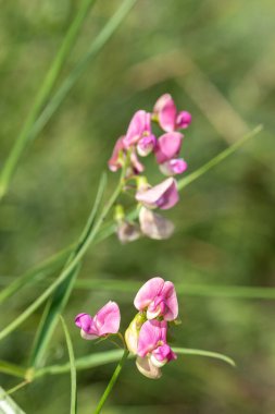 Ebedi tatlı bezelyeye (latirus latifolius) çiçek açarken yaklaş
