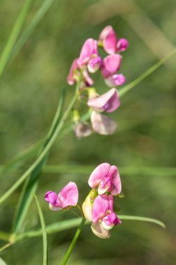 Ebedi tatlı bezelyeye (latirus latifolius) çiçek açarken yaklaş