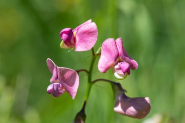 Ebedi tatlı bezelyeye (latirus latifolius) çiçek açarken yaklaş