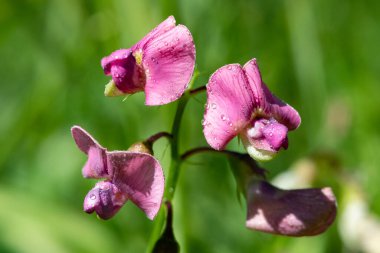 Ebedi tatlı bezelyeye (latirus latifolius) yakın, çiy damlacıklarıyla kaplı çiçekler.