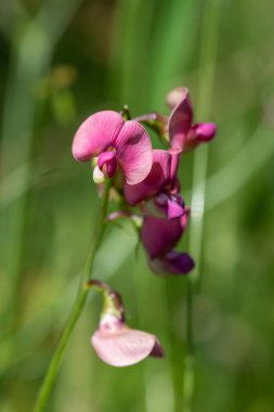 Ebedi tatlı bezelyeye (latirus latifolius) çiçek açarken yaklaş