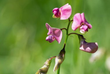 Ebedi tatlı bezelyeye (latirus latifolius) çiçek açarken yaklaş
