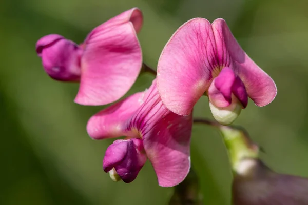 stock image Close up of everlasting sweet pea (lathyrus latifolius) flowers in bloom