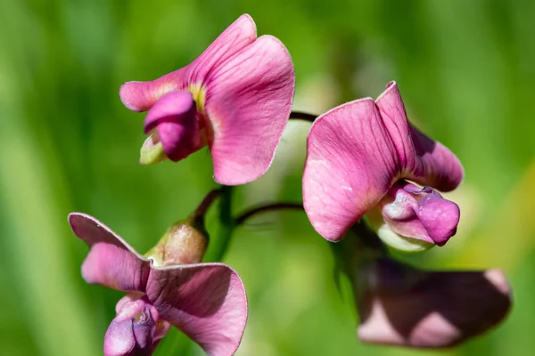 Primer Plano Las Flores Eternas Guisante Dulce Lathyrus Latifolius Flor — Foto de Stock