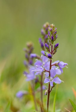 Çiçek açan fundalıkların (veronica officinalis) kapanışı