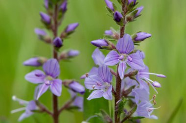 Çiçek açan fundalıkların (veronica officinalis) kapanışı