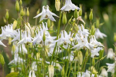 Akileji çiçeklerinin açtığı beyaz çiçekleri kapatın.