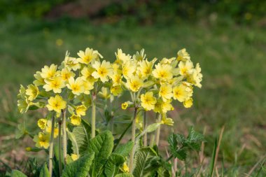 Çiçekler açtığında oklez (primula elatior) çiçeklerini kapat