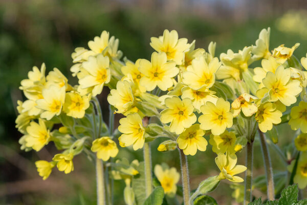 Закрыть цветки окслипа (primula elatior) во время цветения