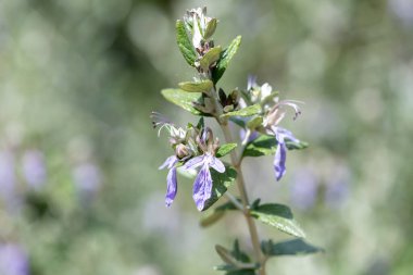 Çiçekler açan çalılıklara (teucrium fruticans) yakın plan