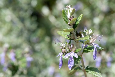 Çiçekler açan ağaç dallarına (teucrium fruticans) yaklaş