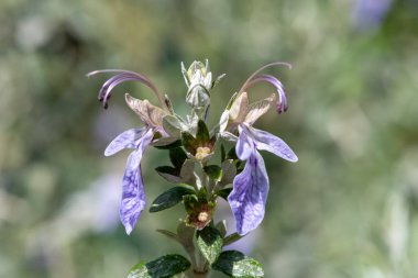 Çiçekler açan ağaç dallarına (teucrium fruticans) yaklaş