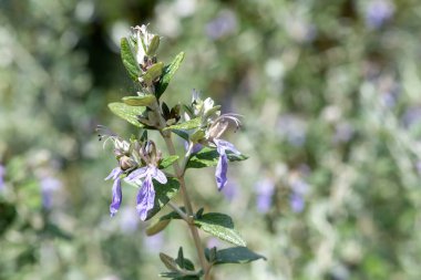 Çiçekler açan çalılıklara (teucrium fruticans) yakın plan